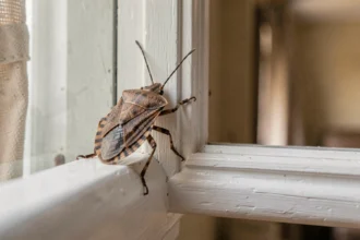 Punaise diabolique vue de près sur un rebord de fenêtre en bois blanc à l'intérieur d'une maison